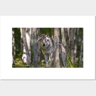 Timber Wolf Posters and Art